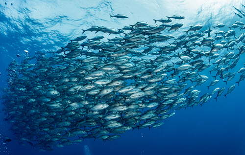 A school of bigeye tuna photographed from below