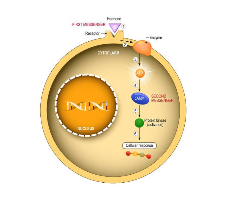 What Is The Role Of Signal Transduction In Cell Signaling