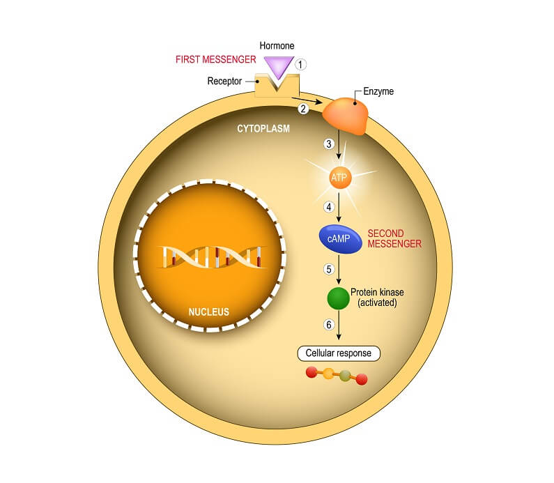 Origins Of Cell Compartmentalization Ap Biology Biology Dictionary