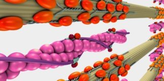 Actin and myosin