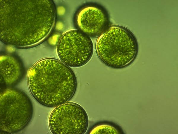 Kingdom Protista The Definitive Guide Kingdom Protista The Definitive Guide
