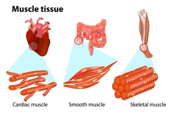 myosin in muscle