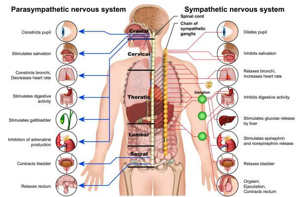 sympathetic-vs-parasympathetic-nervous-system-biology-dictionary