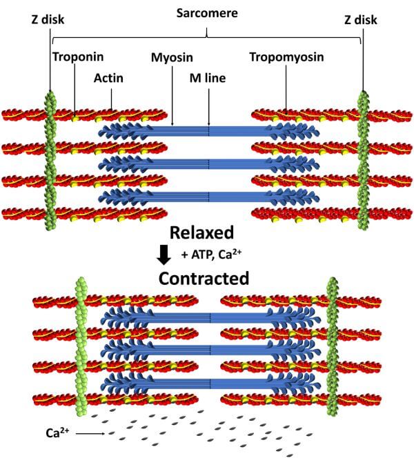 myosin-filaments-are