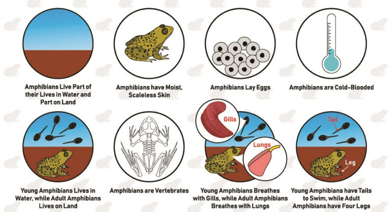 Vertebrate - The Definitive Guide | Biology Dictionary