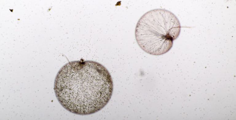 Dinoflagellate - The Definitive Guide | Biology Dictionary