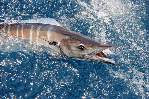 Wahoo - Facts and Beyond