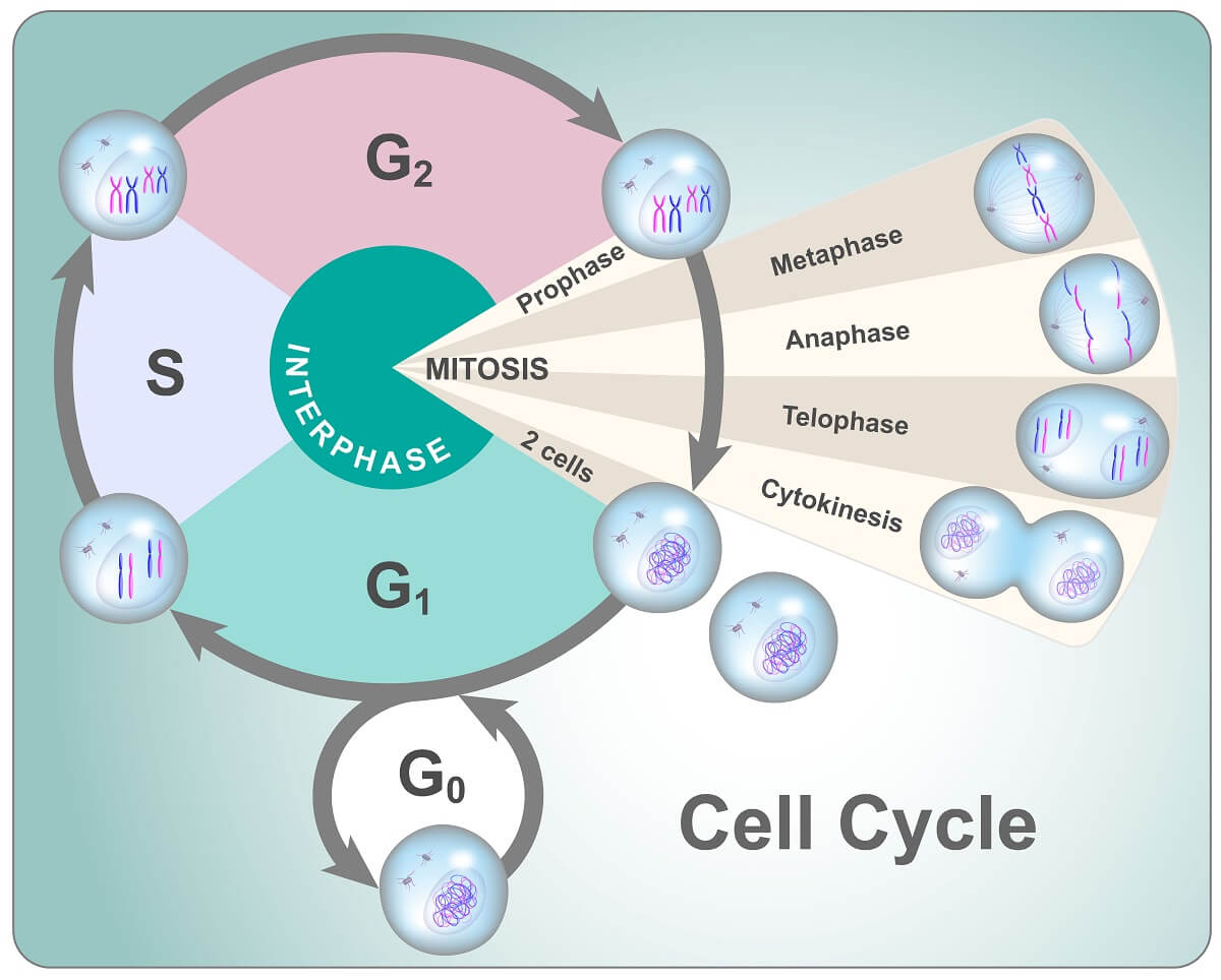 cell cycle mitosis interphase