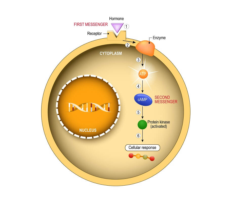 signal transduction pathway camp