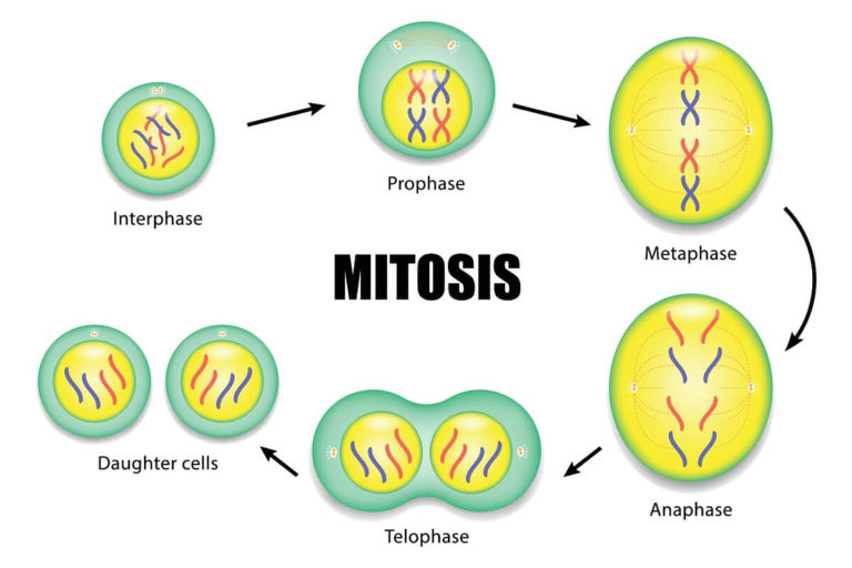 Origins of Cell Compartmentalization | AP Biology | Biology Dictionary