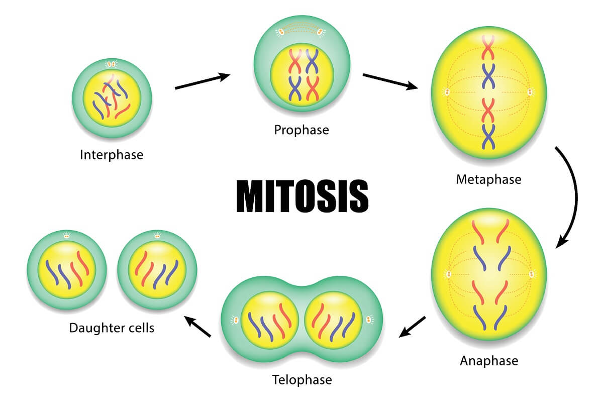 interphase meiosis