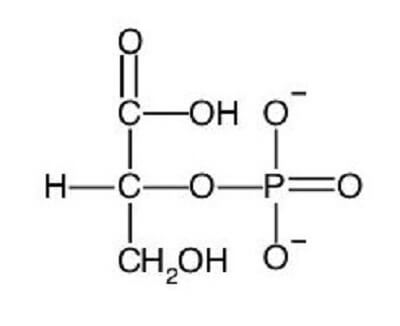 2-phosphoglycerate molecule glycolysis cellular respiration