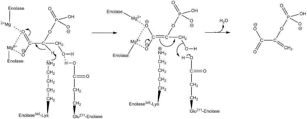 2PG phosphoenolpyruvate glycolysis