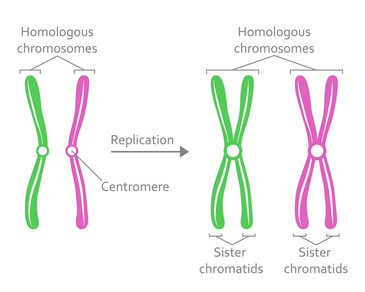 origins-of-cell-compartmentalization-ap-biology-biology-dictionary