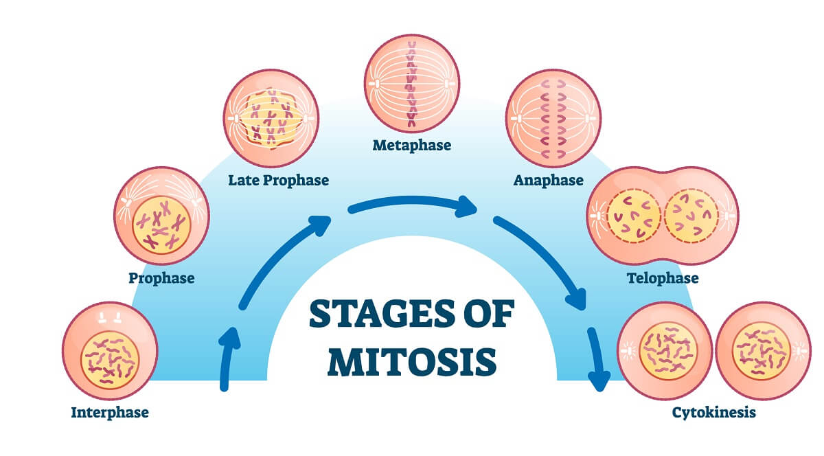 cell cycle interphase mitosis prophase metaphase anaphase telophase cytokinesis