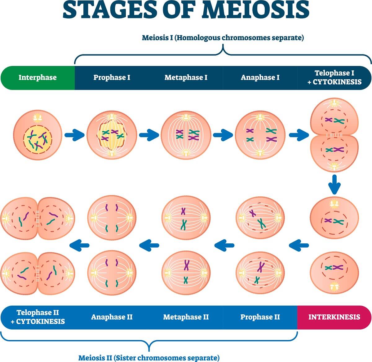 The stages of meiosis physically separate copies of each gene, leading to Mendel’s laws