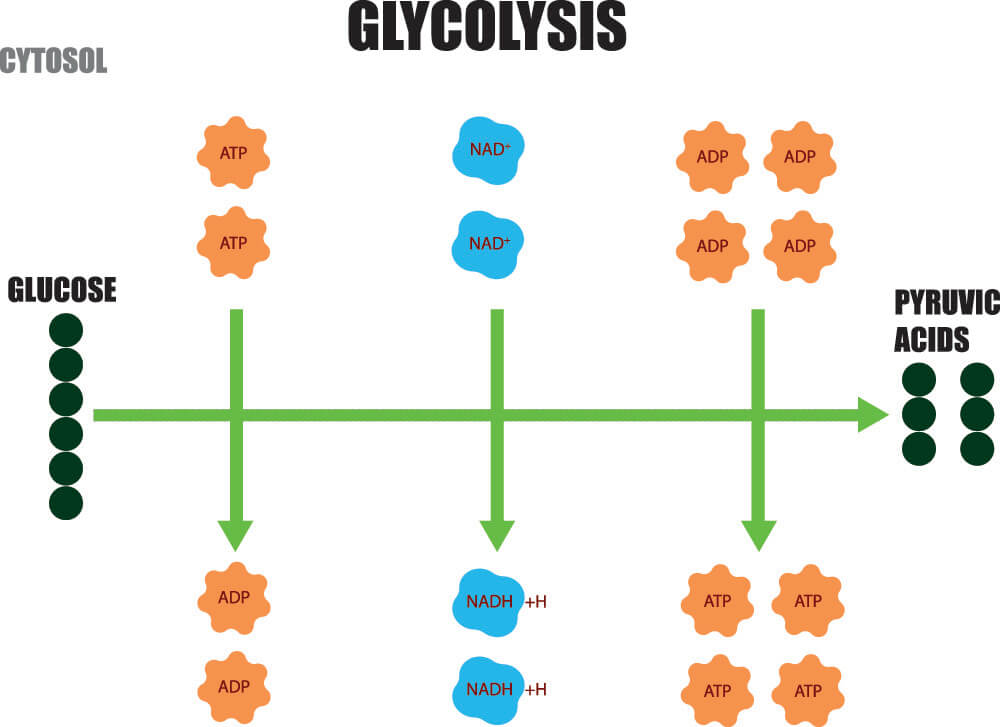 glycolysis