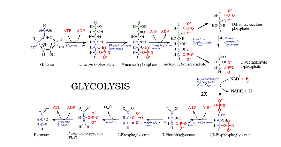 glycolysis steps ATP ADP NAD NADH pyruvate glucose