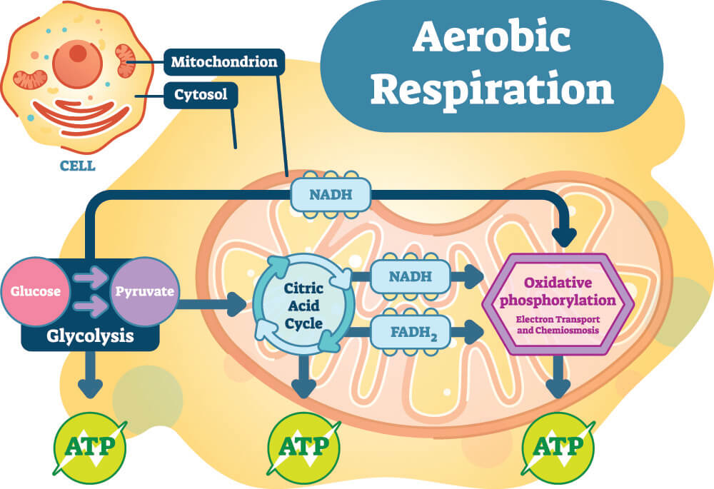 What Happens To Oxygen In Aerobic Respiration