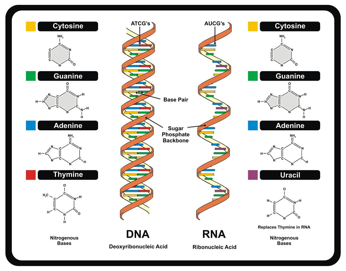 complementary base pairing rna