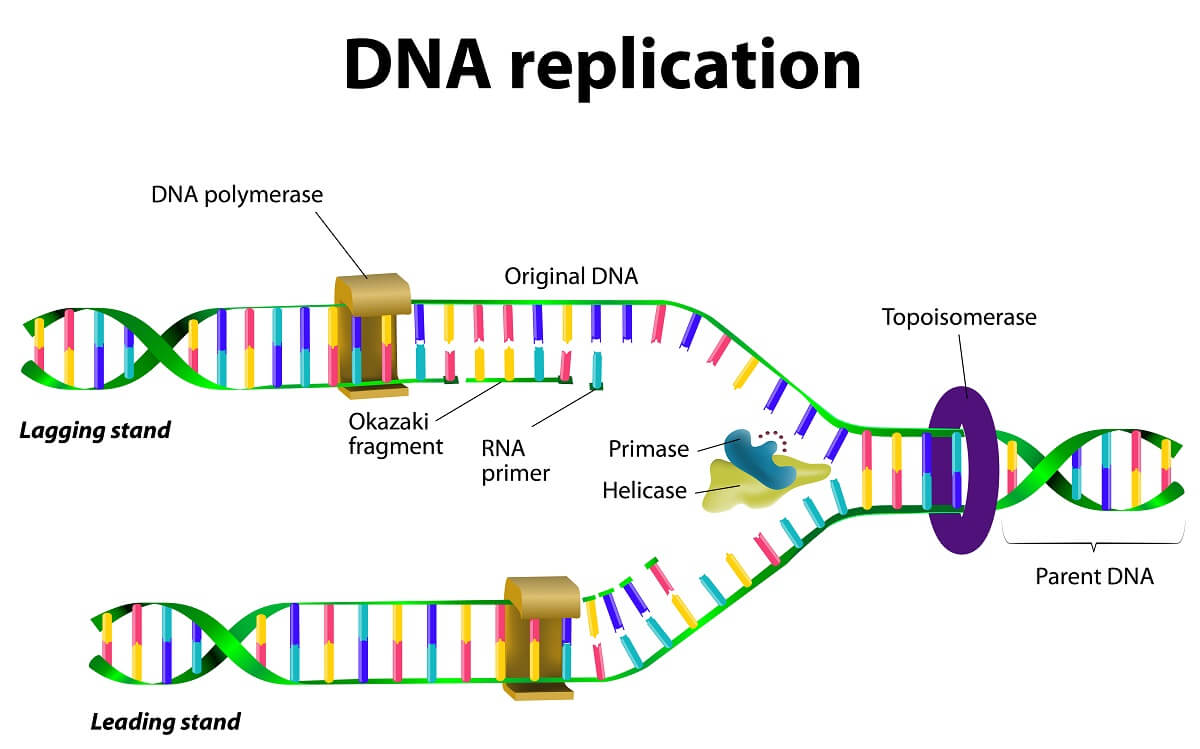 origins-of-cell-compartmentalization-ap-biology-biology-dictionary