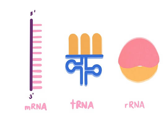 These are the three most important types of RNA, though there are many others.