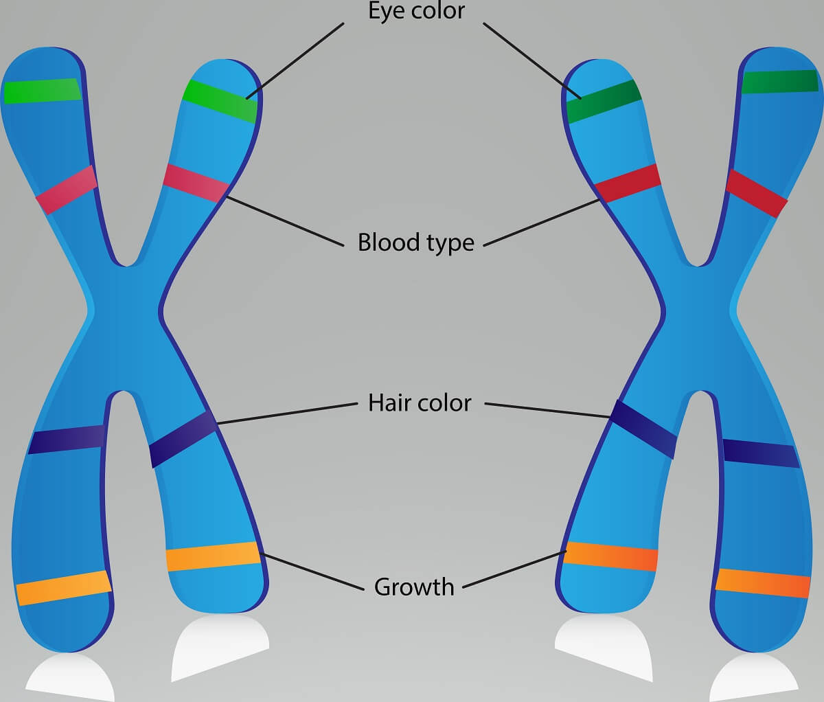 what chromosome is SCIDS on