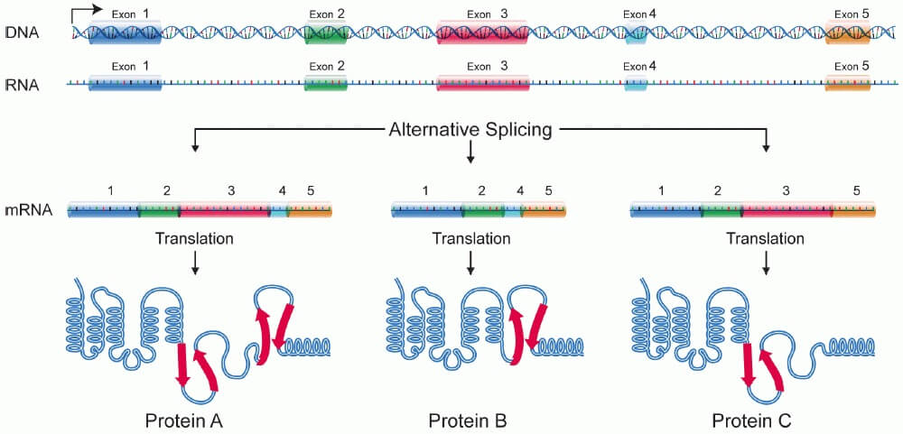 The process of alternative splicing can produce many different versions of a protein, based on the same original mRNA transcript.