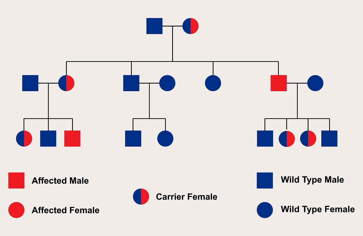 turner syndrome pedigree chart