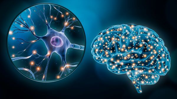 Visual diagram showing the neurons in the brain