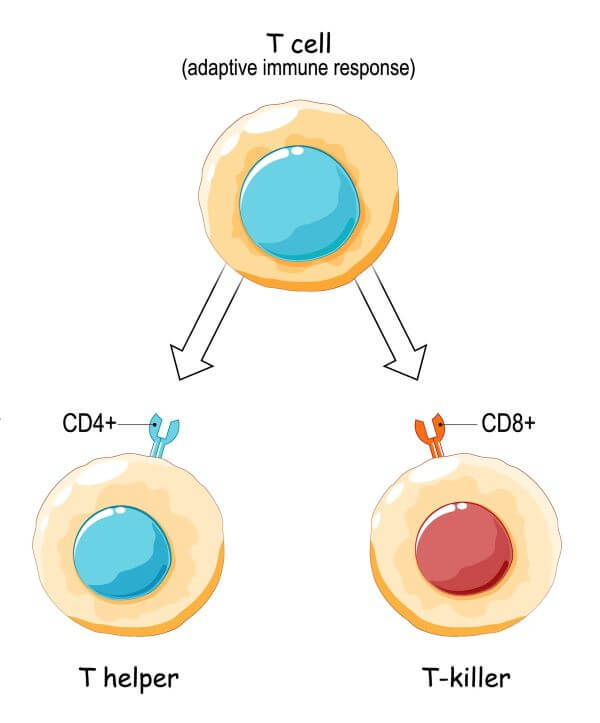 helper t cells diagram