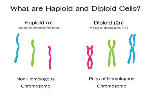 Picture Of Diploid