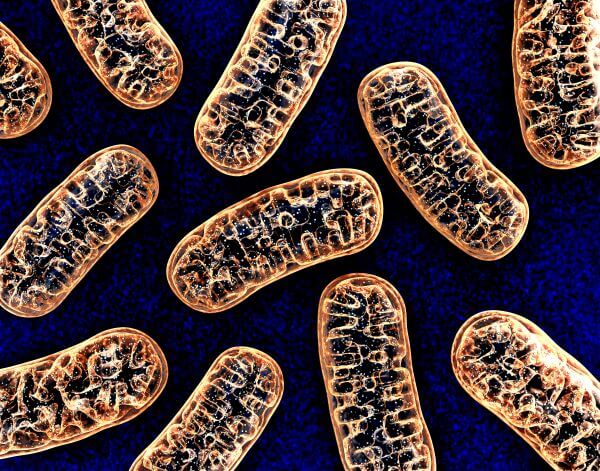 Plant Vs Animal Cells Biology Dictionary