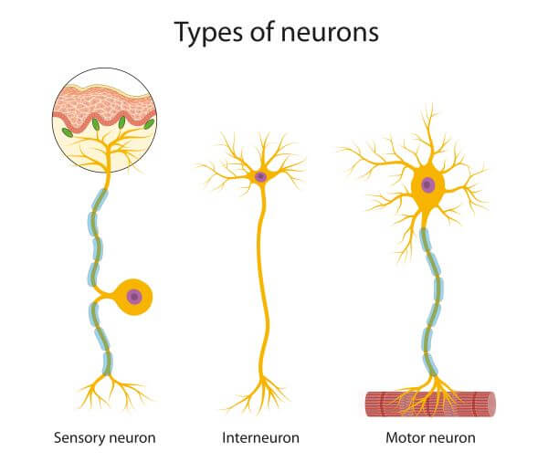 Types Of Neuron Diagram