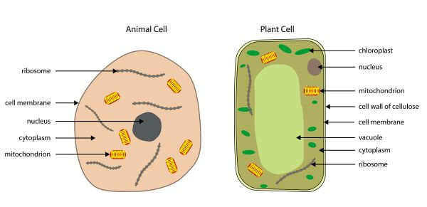 Plant vs. Animal Cells | Biology Dictionary