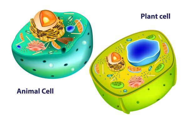 Cell structures differ between plant and animal cells