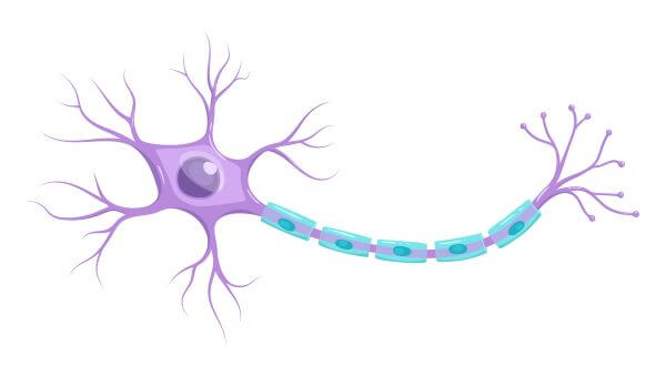 simple neuron diagram