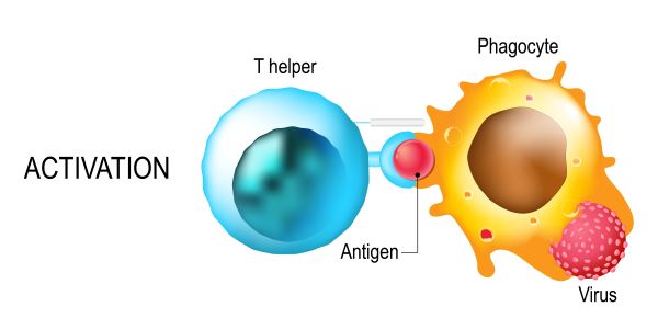 Helper T Cell The Definitive Guide Biology Dictionary