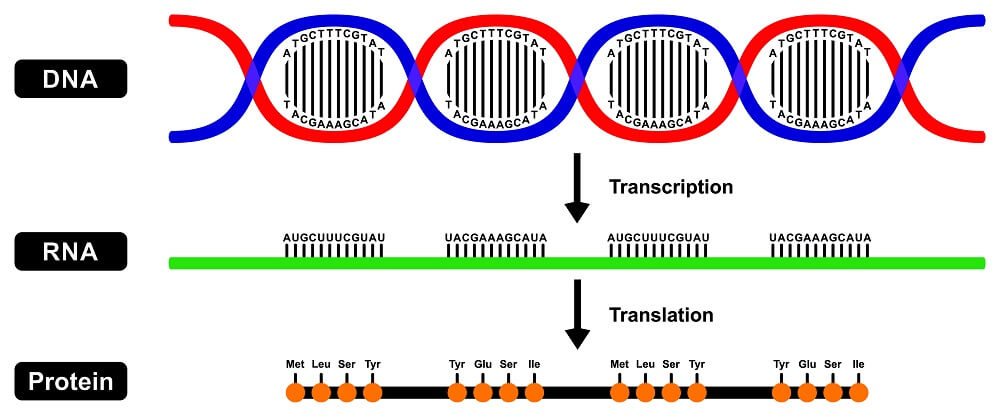 the-importance-of-the-central-dogma-to-modern-biology