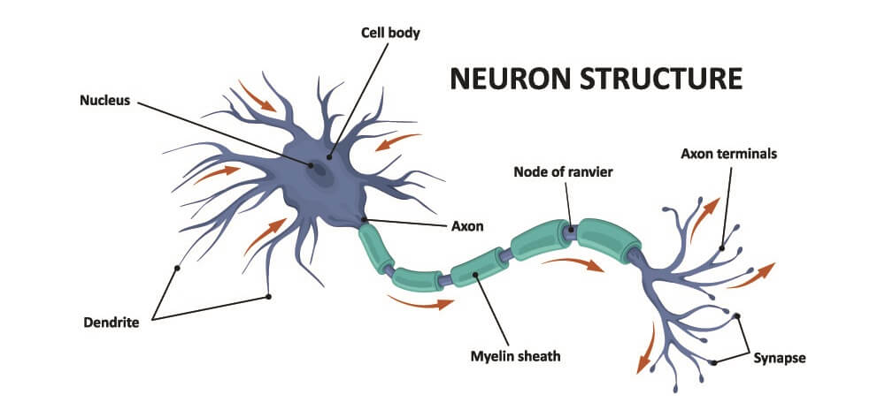 neuromuscular junction motor neuron