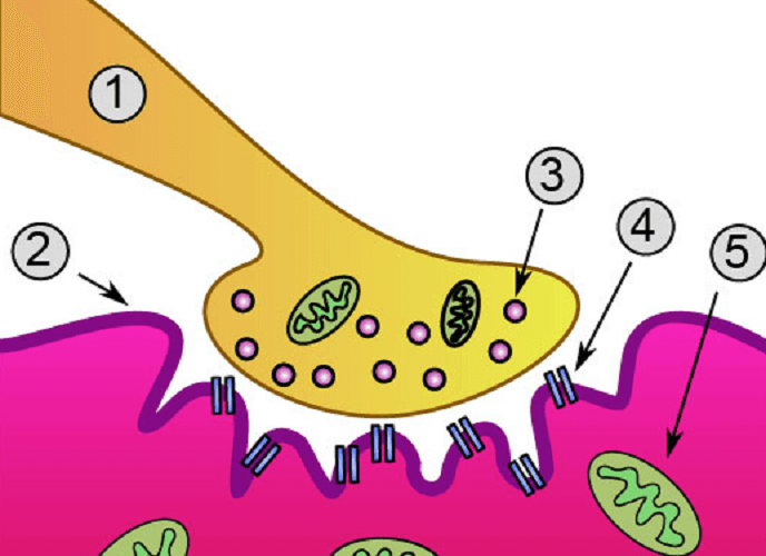 labeled neuromuscular junction