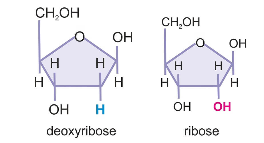 Рибоза 2 дезоксирибоза. Рибоза и дезоксирибоза формулы. D рибоза. Дезоксирибоза. Молекула рибозы.