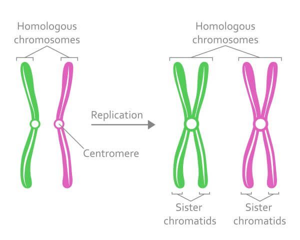 Haploid Cell The Definitive Guide Biology Dictionary