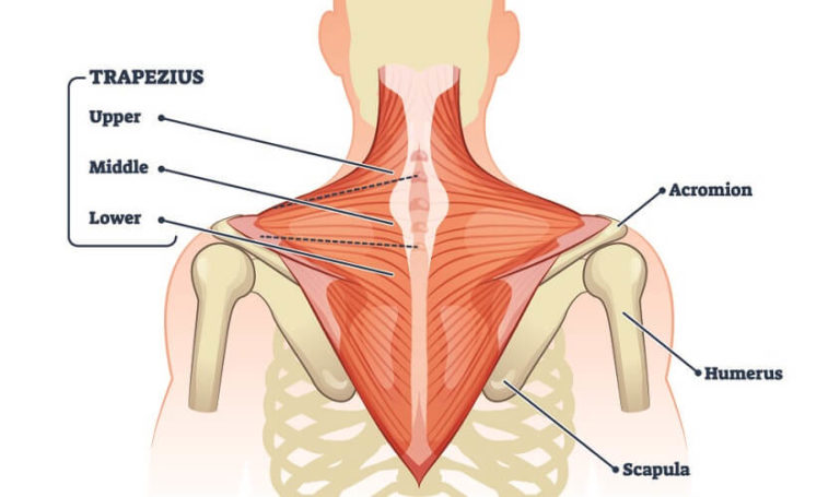 Trapezius Muscle - The Definitive Guide 