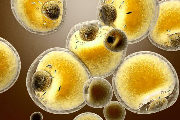 simple fat cell diagram