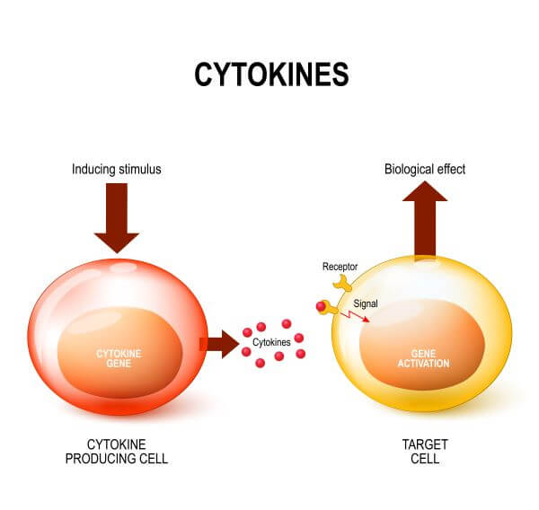 Cytotoxic T cells also secrete cytokines