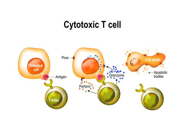 cytotoxic t cells cancer