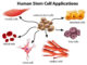 Embryonic Stem Cells - The Definitive Guide