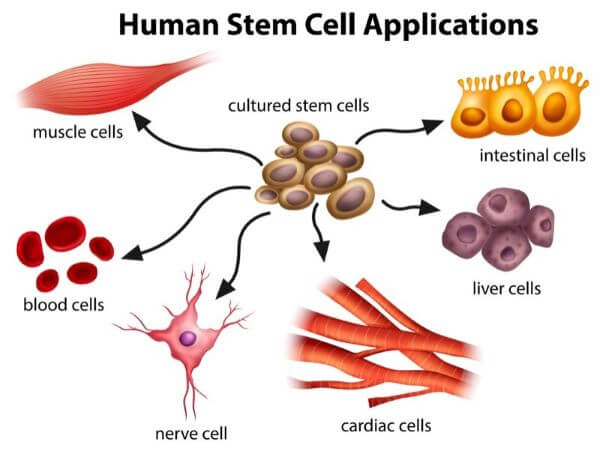 Embryonic Stem Cells