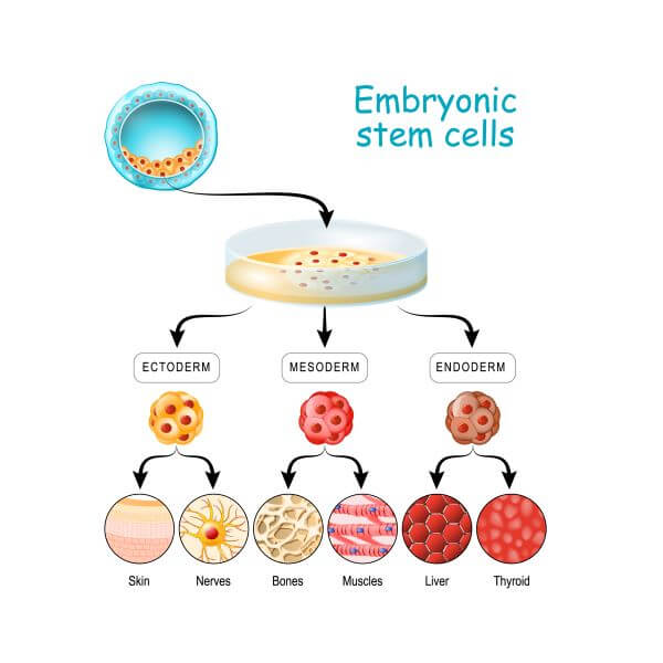 advantages of embryonic stem cells